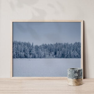 Frozen Finnish Forest