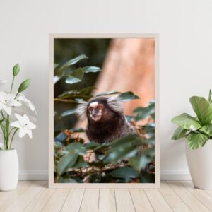 Marmoset Monkey